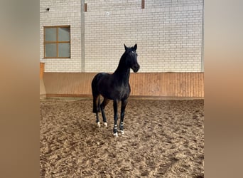 Deutsches Reitpferd, Stute, 6 Jahre, 167 cm, Dunkelbrauner