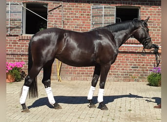 Deutsches Reitpferd, Stute, 6 Jahre, 167 cm, Dunkelbrauner