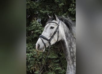 Deutsches Reitpferd, Stute, 6 Jahre, 168 cm, Apfelschimmel