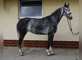 Deutsches Reitpferd, Stute, 6 Jahre, 168 cm, Apfelschimmel