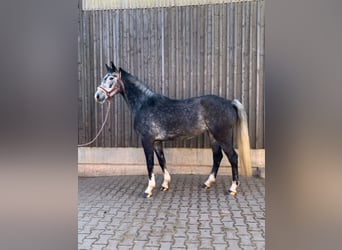 Deutsches Reitpferd, Stute, 6 Jahre, 168 cm, Apfelschimmel