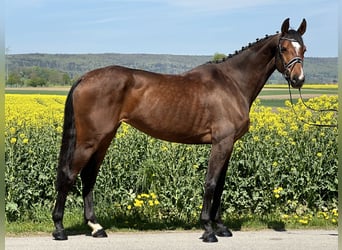 Deutsches Reitpferd, Stute, 6 Jahre, 168 cm, Brauner