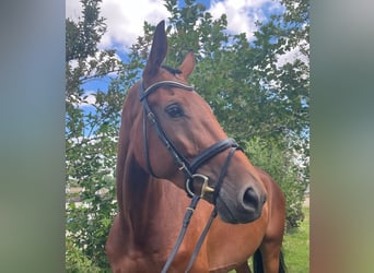 Deutsches Reitpferd, Stute, 6 Jahre, 168 cm, Brauner