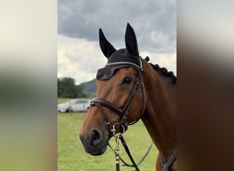 Deutsches Reitpferd, Stute, 6 Jahre, 168 cm, Brauner