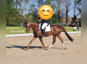 Deutsches Reitpferd, Stute, 6 Jahre, 168 cm, Dunkelfuchs