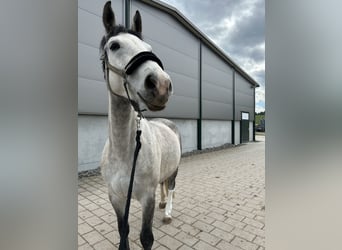Deutsches Reitpferd, Stute, 6 Jahre, 170 cm, Apfelschimmel