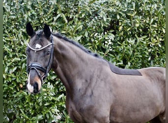 Deutsches Reitpferd, Stute, 6 Jahre, 170 cm, Dunkelbrauner