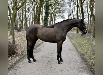 Deutsches Reitpferd, Stute, 6 Jahre, 170 cm, Dunkelbrauner