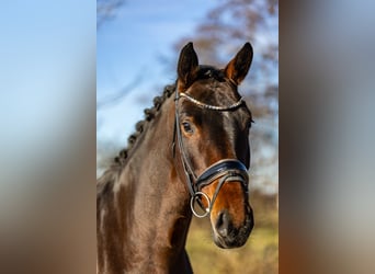 Deutsches Reitpferd, Stute, 6 Jahre, 170 cm, Dunkelbrauner