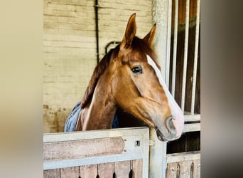 Deutsches Reitpferd, Stute, 6 Jahre, 170 cm, Fuchs