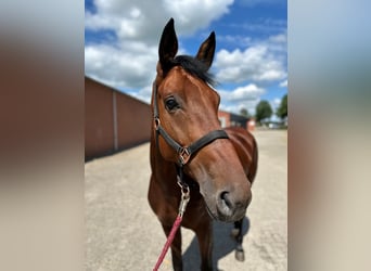 Deutsches Reitpferd, Stute, 6 Jahre, 170 cm, Rotbrauner