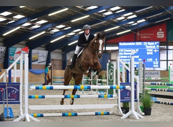 Deutsches Reitpferd, Stute, 6 Jahre, 173 cm, Dunkelfuchs