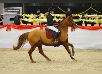 Deutsches Reitpferd, Stute, 7 Jahre, 148 cm, Fuchs