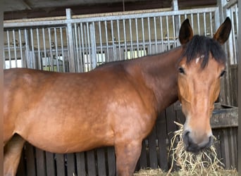 Deutsches Reitpferd Mix, Stute, 7 Jahre, 154 cm, Brauner