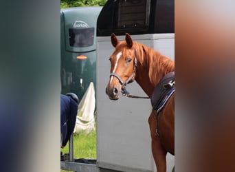 Deutsches Reitpferd, Stute, 7 Jahre, 154 cm, Fuchs