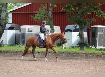 Deutsches Reitpferd, Stute, 7 Jahre, 154 cm, Fuchs