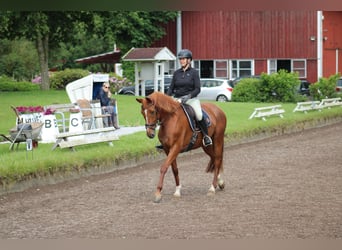Deutsches Reitpferd, Stute, 7 Jahre, 154 cm, Fuchs