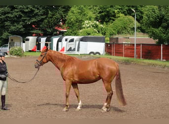 Deutsches Reitpferd, Stute, 7 Jahre, 154 cm, Fuchs