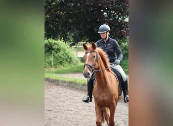 Deutsches Reitpferd, Stute, 7 Jahre, 154 cm, Fuchs