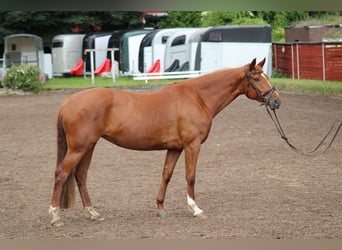 Deutsches Reitpferd, Stute, 7 Jahre, 154 cm, Fuchs