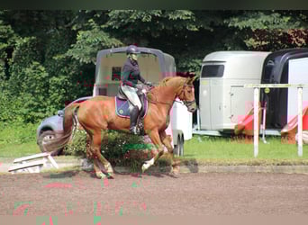 Deutsches Reitpferd, Stute, 7 Jahre, 154 cm, Fuchs