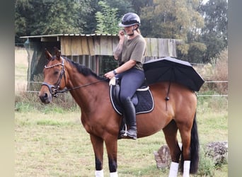 Deutsches Reitpferd, Stute, 7 Jahre, 159 cm, Brauner