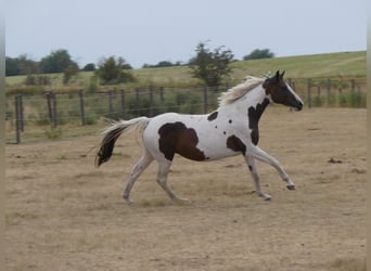 Deutsches Reitpferd, Stute, 7 Jahre, 161 cm, Schecke