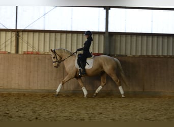 Deutsches Reitpferd, Stute, 7 Jahre, 163 cm, Palomino