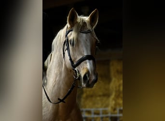 Deutsches Reitpferd, Stute, 7 Jahre, 163 cm, Palomino