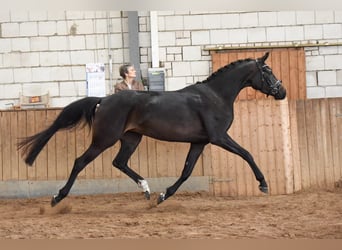 Deutsches Reitpferd, Stute, 7 Jahre, 163 cm, Schwarzbrauner