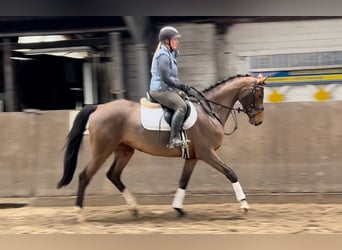 Deutsches Reitpferd, Stute, 7 Jahre, 164 cm, Brauner