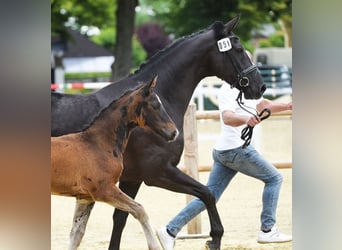 Deutsches Reitpferd, Stute, 7 Jahre, 164 cm, Rappe