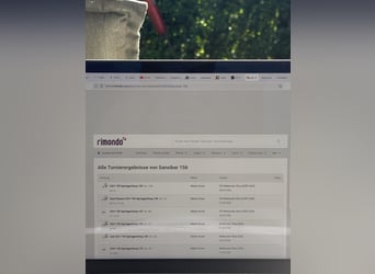 Deutsches Reitpferd, Stute, 7 Jahre, 165 cm, Brauner