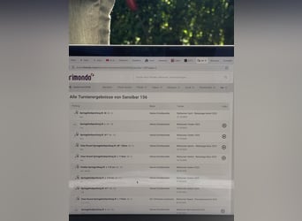 Deutsches Reitpferd, Stute, 7 Jahre, 165 cm, Brauner