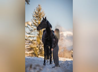 Deutsches Reitpferd, Stute, 7 Jahre, 165 cm