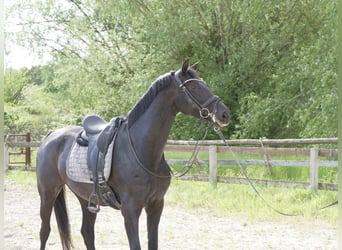 Deutsches Reitpferd, Stute, 7 Jahre, 165 cm, Rappe