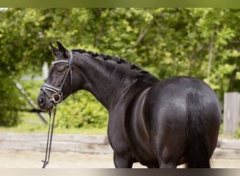 Deutsches Reitpferd, Stute, 7 Jahre, 165 cm, Rappe