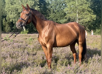 Deutsches Reitpferd, Stute, 7 Jahre, 166 cm, Dunkelfuchs