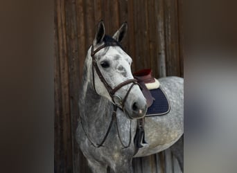 Deutsches Reitpferd, Stute, 7 Jahre, 167 cm, Apfelschimmel