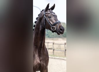Deutsches Reitpferd, Stute, 7 Jahre, 167 cm, Schwarzbrauner