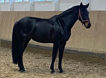 Deutsches Reitpferd, Stute, 7 Jahre, 167 cm, Schwarzbrauner