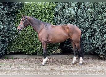 Deutsches Reitpferd, Stute, 7 Jahre, 168 cm, Brauner