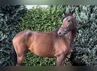 Deutsches Reitpferd, Stute, 7 Jahre, 168 cm, Brauner