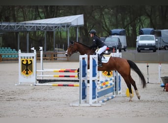 Deutsches Reitpferd, Stute, 7 Jahre, 169 cm, Brauner