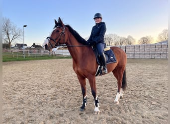 Deutsches Reitpferd, Stute, 7 Jahre, 169 cm, Brauner