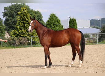 Deutsches Reitpferd, Stute, 7 Jahre, 169 cm, Brauner