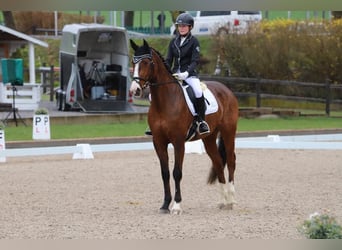 Deutsches Reitpferd, Stute, 7 Jahre, 169 cm, Brauner