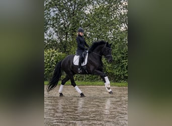 Deutsches Reitpferd, Stute, 7 Jahre, 169 cm, Rappe