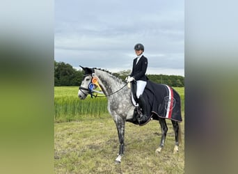 Deutsches Reitpferd, Stute, 7 Jahre, 169 cm, Rappschimmel