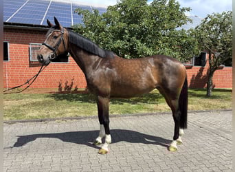 Deutsches Reitpferd, Stute, 7 Jahre, 170 cm, Brauner